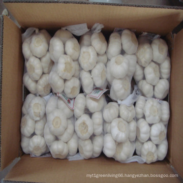 2016 Fresh Pure White Garlic in Lowest Price From China